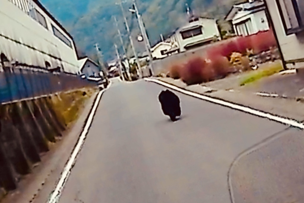 じんじゃのくまさん様 ライムグリーン 高崎市近郊の方手渡¥9000